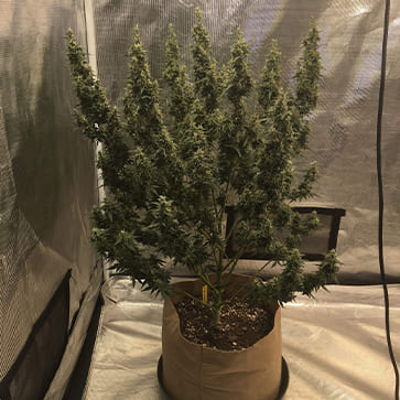 Насіння конопель Auto Pineapple Feminised Silver